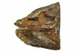 Fossil Dinosaur (Triceratops) Shed Tooth - Montana #339719-1